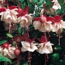 Fuchsia 'Swingtime' (T)   10cm