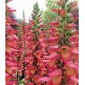 Digitalis x valinii Illumination Flame   2L