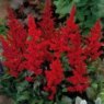 Astilbe 'Fanal' (x arendsii)   3L
