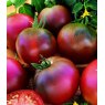 Tomato 'Black Russian'   8.5cm