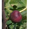 Ficus carica 'Rouge De Bordeaux'   3L
