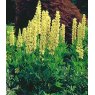 Lupinus 'Chandelier'  2L