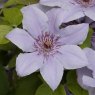 Clematis Bernadine™ Boulevard® Evipo061(N)   3L Deep / Fan-Trellis