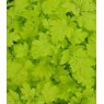 HERB Feverfew - Golden  9cm