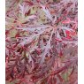 Acer palmatum var. dissectum 'Garnet'   3L