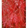 Acer palmatum var. dissectum 'Orangeola'   3L