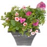 Cocktail Container 'Pink Fizz   Large Pot
