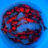 JAPANESE KOI Hi-Utsuri   5-6"
