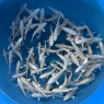 Platinum Ogon