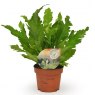 Asplenium nidus 'Campio' 'Air So Pure'   12cm