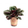 Calathea 'Black Rose'   11cm