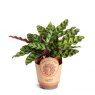 Calathea Insignis   11cm