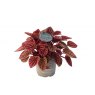 Peperomia cap Quito   12cm