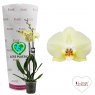 Phalaenopsis 'Golden Coin' 2t 16+   12cm