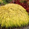 Hakonechloa macra 'All Gold'   2L