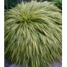 Hakonechloa macra 'Aureola'   2L