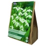 AV341-Galanthus-Single-scaled
