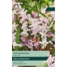 TP731-Chionodoxa-Pink-Giant