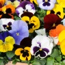 Pansy Matrix Mixed 03 square