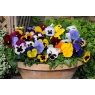 Pansy Matrix Mixed 02