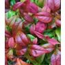 SHRUBNandinadomesticaBlushPinkLARGE