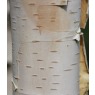 BetulaSilver Shadow1Large