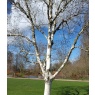 BetulaSilver Shadow2Large