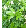 Choisya ternata   2L