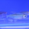TETRAS Congo