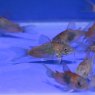 CATFISH Corydoras Venezuela Orange