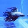 SIAMESE FIGHTER Crowntail Betta Dragon Male
