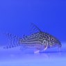 CATFISH Corydorus Sterbai