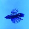 SIAMESE FIGHTER Crowntail Male Black Orchid