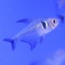 TETRAS Black Phantom