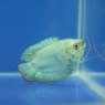 GOURAMI (DWARF) Cobalt Male