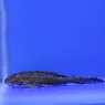 CATFISH Plecostomus CATFISH Plecostomus