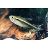 TETRAS Black Neon
