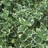 Euonymus fortunei 'Emerald Gaiety'  2L Euonymus fortunei 'Emerald Gaiety'  2L