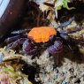 CRUSTACEANS Crab Vampire - Orange